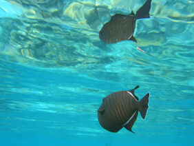Indian triggerfish