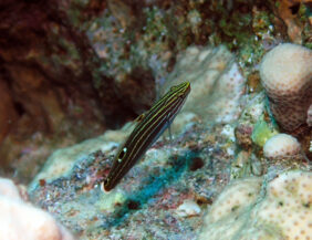 Hector's Goby