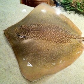 Whitespotted whipray