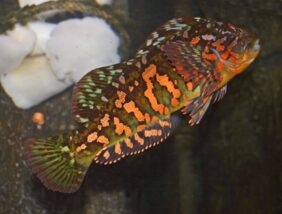 Fringed greenling