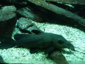 Giraffe catfish