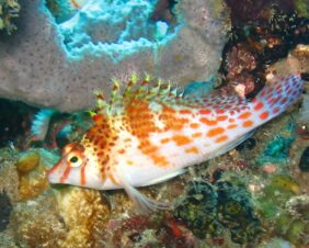 Dwarf hawkfish