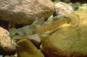 Brindled Madtom