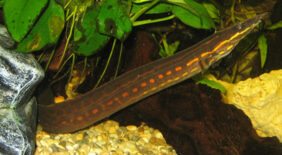 Fire spiny eel