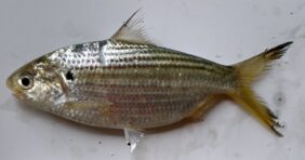 Chacunda gizzard shad