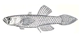 Sinarapan