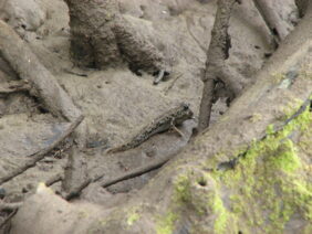 Barred mudskipper