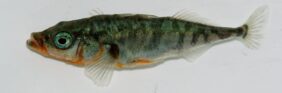 Three-spined stickleback