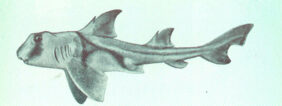 Port Jackson shark