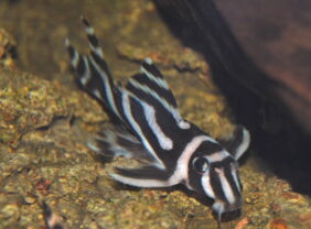 Imperial pleco