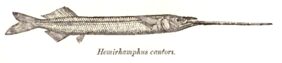 long-billed halfbeak