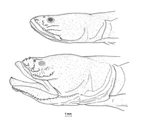 Halfblind goby