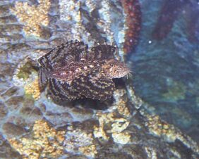 Crested sculpin