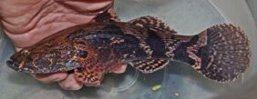 Marble Goby