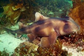 Crested bullhead shark