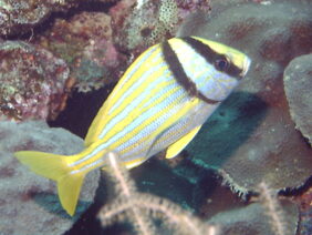 Porkfish