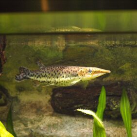 Spotted pike-characin