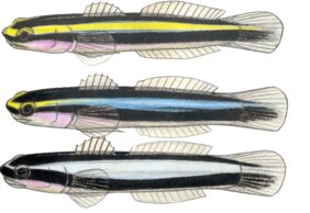 Sharknose goby