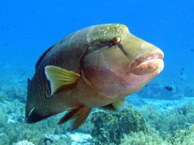 Humphead wrasse