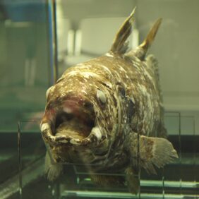 King of the Sea