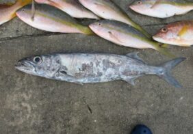Domine (fish)