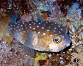 Spotbase burrfish