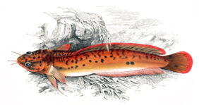 Three-bearded rockling