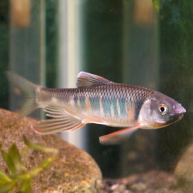 Freshwater minnow