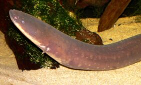 Electric eel