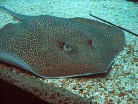 Honeycomb whipray