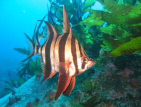 Enoplosidae