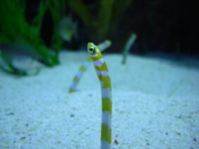 Splendid Garden Eel