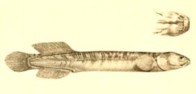 Brown mudfish