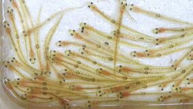 ice goby