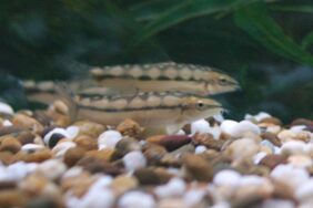 Dwarf loach