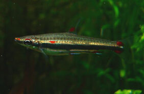 Three-lined pencilfish