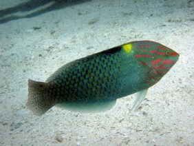 Checkerboard Wrasse