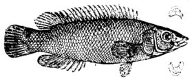 Scale-rayed Wrasse