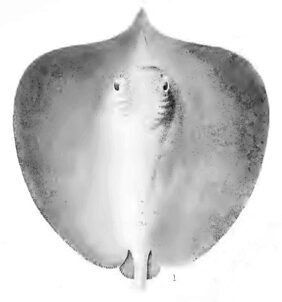 ganges stingray