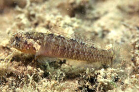 Large-headed goby