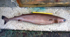 Cigar shark