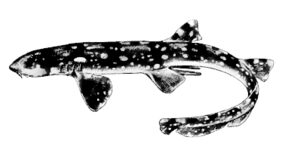 Slender bamboo shark