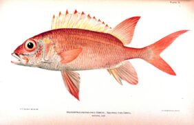 Longjaw squirrelfish