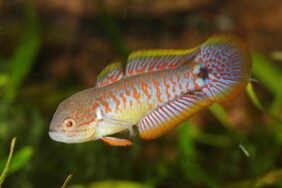 Peacock gudgeon