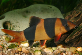 Clown loach