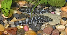 Zebra oto