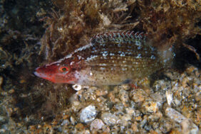Wrasse