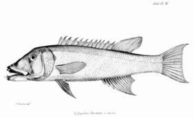 Galápagos Sheephead Wrasse
