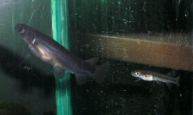 Banded kokopu