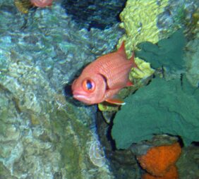 Blotcheye soldierfish